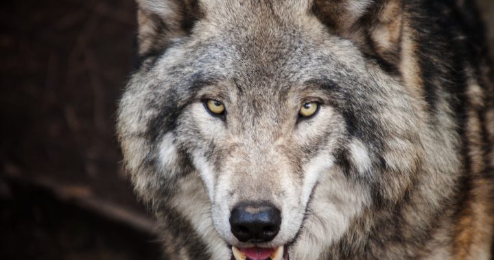 Image of a wolf's face looking dangerous with a hunter's look in his eyes.